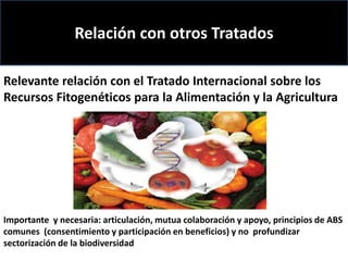 Derechos a la consulta, al consentimiento fundamentado previo y a la participación en beneficios  en el contexto del acceso y uso de los recursos genéticos y del conocimiento tradicional asociado