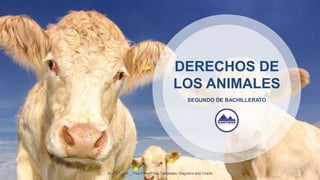 ALLPPT.com _ Free PowerPoint Templates, Diagrams and Charts
SEGUNDO DE BACHILLERATO
DERECHOS DE
LOS ANIMALES
 