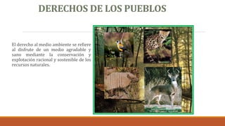 DERECHOS DE LOS PUEBLOS
El derecho al medio ambiente se refiere
al disfrute de un medio agradable y
sano mediante la conservación y
explotación racional y sostenible de los
recursos naturales.
 