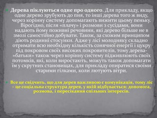 Коли миколайчик в цьому році