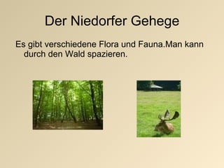 Der Niedorfer Gehege Es gibt verschiedene Flora und Fauna.Man kann durch den Wald spazieren. 