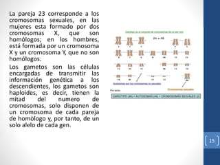 La pareja 23 corresponde a los
cromosomas sexuales, en las
mujeres esta formado por dos
cromosomas X, que son
homólogos; en los hombres,
está formada por un cromosoma
X y un cromosoma Y, que no son
homólogos.
Los gametos son las células
encargadas de transmitir las
información genética a los
descendientes, los gametos son
haploides, es decir, tienen la
mitad del numero de
cromosomas, solo disponen de
un cromosoma de cada pareja
de homòlogo y, por tanto, de un
solo alelo de cada gen.
15
 