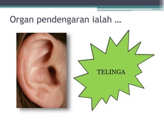 Organ pendengaran ialah …

TELINGA

 