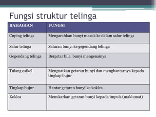 Fungsi struktur telinga
BAHAGIAN

FUNGSI

Cuping telinga

Mengarahkan bunyi masuk ke dalam salur telinga

Salur telinga

Saluran bunyi ke gegendang telinga

Gegendang telinga

Bergetar bila bunyi mengenainya

Tulang osikel

Menguatkan getaran bunyi dan menghantarnya kepada
tingkap bujur

Tingkap bujur

Hantar getaran bunyi ke koklea

Koklea

Menukarkan getaran bunyi kepada impuls (maklumat)

 