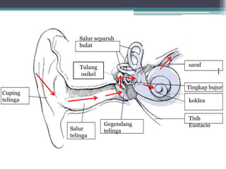 Salur separuh
bulat
saraf

Tulang
osikel

Tingkap bujur

Cuping
telinga

koklea

Salur
telinga

Gegendang
telinga

Tiub
Eustacio

 