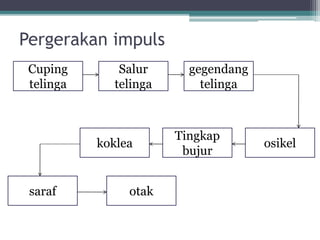 Pergerakan impuls
Cuping
telinga

Salur
telinga

koklea

saraf

otak

gegendang
telinga

Tingkap
bujur

osikel

 