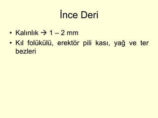 İnce Deri
• Kalınlık  1 – 2 mm
• Kıl folükülü, erektör pili kası, yağ ve ter
  bezleri
 
