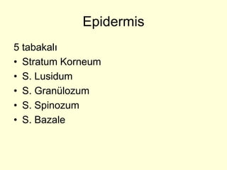 Epidermis
5 tabakalı
• Stratum Korneum
• S. Lusidum
• S. Granülozum
• S. Spinozum
• S. Bazale
 