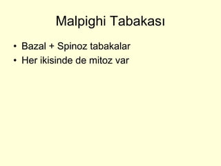 Malpighi Tabakası
• Bazal + Spinoz tabakalar
• Her ikisinde de mitoz var
 