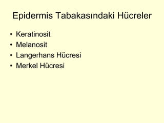 Epidermis Tabakasındaki Hücreler
•   Keratinosit
•   Melanosit
•   Langerhans Hücresi
•   Merkel Hücresi
 