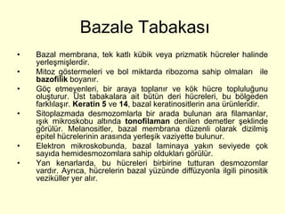 Bazale Tabakası
•   Bazal membrana, tek katlı kübik veya prizmatik hücreler halinde
    yerleşmişlerdir.
•   Mitoz göstermeleri ve bol miktarda ribozoma sahip olmaları ile
    bazofilik boyanır.
•   Göç etmeyenleri, bir araya toplanır ve kök hücre topluluğunu
    oluşturur. Üst tabakalara ait bütün deri hücreleri, bu bölgeden
    farklılaşır. Keratin 5 ve 14, bazal keratinositlerin ana ürünleridir.
•   Sitoplazmada desmozomlarla bir arada bulunan ara filamanlar,
    ışık mikroskobu altında tonofilaman denilen demetler şeklinde
    görülür. Melanositler, bazal membrana düzenli olarak dizilmiş
    epitel hücrelerinin arasında yerleşik vaziyette bulunur.
•   Elektron mikroskobunda, bazal laminaya yakın seviyede çok
    sayıda hemidesmozomlara sahip oldukları görülür.
•   Yan kenarlarda, bu hücreleri birbirine tutturan desmozomlar
    vardır. Ayrıca, hücrelerin bazal yüzünde diffüzyonla ilgili pinositik
    veziküller yer alır.
 
