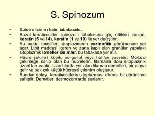 S. Spinozum
•   Epidermisin en kalın tabakasıdır.
•   Bazal keratinositler spinozum tabakasına göç ettikleri zaman,
    keratin (5 ve 14), keratin (1 ve 10) ile yer değiştirir.
•   Bu arada tonolifler, sitoplazmanın eozinofilik görülmesine yol
    açar. Lipit maddesi içeren ve zarla kaplı olan granüler yapıdaki
    sitoplazmik lameller cisimler, bu tabakada yer alır.
•   Hücre şekilleri kübik, poligonal veya hafifçe yassıdır. Merkezi
    çekirdeğe sahip olan bu hücrelerin, filamanla dolu sitoplazmik
    uzantıları vardır. Uzantılarda yer alan filaman demetleri, bir araya
    gelir ve pek çok küçük hücresel çıkıntıyı oluşturur.
•   Bundan dolayı, keratinositlerin sitoplazması dikensi bir görünüme
    sahiptir. Demetler, desmozomlarda sonlanır.
 