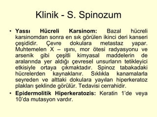 Klinik - S. Spinozum
• Yassı      Hücreli    Karsinom:       Bazal     hücreli
  karsinomdan sonra en sık görülen ikinci deri kanseri
  çeşididir. Çevre       dokulara    metastaz     yapar.
  Muhtemelen X – ışını, mor ötesi radyasyonu ve
  arsenik gibi çeşitli kimyasal maddelerin de
  aralarında yer aldığı çevresel unsurların tetikleyici
  etkisiyle ortaya çıkmaktadır. Spinoz tabakadaki
  hücrelerden kaynaklanır. Sıklıkla kanamalarla
  seyreden ve alttaki dokulara yayılan hiperkeratoz
  plakları şeklinde görülür. Tedavisi cerrahidir.
• Epidermolitik Hiperkeratozis: Keratin 1’de veya
  10’da mutasyon vardır.
 