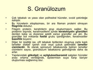 S. Granülozum
•   Çok tabakalı ve yassı olan polihedral hücreler, ovoid çekirdeğe
    sahiptir.
•   Bu hücrelerin sitoplazması, bir ara filaman proteini olmayan
    filagrinle doludur.
•   Filagrin proteini, keratinlerin grup oluşturmasını sağlar. Bu
    proteinin dışında, keratinositlerin içinde keratohiyalin granülleri
    denilen kaba ve düzensiz şekilli zarsız granüller yer alır. Bu
    granüller bol miktarda fosfat grubu içerdiğinden, keratinositler
    bazofilik boyanır.
•   Diğer bir özelliği ise, çift tabakalı lipitlerden oluşmuş zarla kaplı
    lameller diskler içeren oval veya çubuk şeklindeki lameller
    cisimlerdir. İlk olarak spinozum tabakasında beliren lameller
    cisimlerin sayısı, granülozum tabakasına gelindiğinde daha da
    artar.
•   Yapılarındaki glikolipit ve açilglukozilseramid salgıları hücreler
    arası ortama verildiğinde, epidermisin suya karşı bariyer
    oluşturması sağlanmış olur.
 