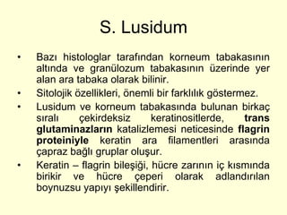 S. Lusidum
•   Bazı histologlar tarafından korneum tabakasının
    altında ve granülozum tabakasının üzerinde yer
    alan ara tabaka olarak bilinir.
•   Sitolojik özellikleri, önemli bir farklılık göstermez.
•   Lusidum ve korneum tabakasında bulunan birkaç
    sıralı     çekirdeksiz      keratinositlerde,      trans
    glutaminazların katalizlemesi neticesinde flagrin
    proteiniyle keratin ara filamentleri arasında
    çapraz bağlı gruplar oluşur.
•   Keratin – flagrin bileşiği, hücre zarının iç kısmında
    birikir ve hücre çeperi olarak adlandırılan
    boynuzsu yapıyı şekillendirir.
 