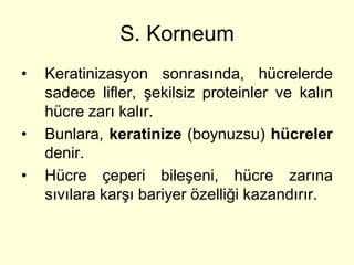 S. Korneum
•   Keratinizasyon sonrasında, hücrelerde
    sadece lifler, şekilsiz proteinler ve kalın
    hücre zarı kalır.
•   Bunlara, keratinize (boynuzsu) hücreler
    denir.
•   Hücre çeperi bileşeni, hücre zarına
    sıvılara karşı bariyer özelliği kazandırır.
 
