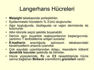 Langerhans Hücreleri
• Malpighi tabakasında yerleşiktirler.
• Epidermisteki hücrelerin % 3’ünü oluştururlar.
• Ağız boşluğunda, özefagusta ve vajen dermisinde de
  bulunurlar.
• Altın klorürle seçici şekilde boyanabilir.
• Derinin aşırı duyarlılık reaksiyonlarının başlangıcında,
  yardımcı T lenfositlerine antijen sunarlar.
• E-kadherin       aracılığıyla,  spinozum    tabakasındaki
  keratinositlerin arasına uzanırlar.
• Çok sayıdaki uzantılarından dolayı, mezoderm kökenli
  dendritik hücreler şeklinde de bilinirler.
• Hücre yüzeylerinde, Fc ve C3 reseptörleriyle hücre
  zarına bağlanan Birbeck (vermiform) granülleri vardır.
 
