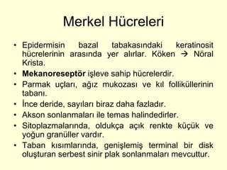 Merkel Hücreleri
• Epidermisin     bazal     tabakasındaki    keratinosit
  hücrelerinin arasında yer alırlar. Köken  Nöral
  Krista.
• Mekanoreseptör işleve sahip hücrelerdir.
• Parmak uçları, ağız mukozası ve kıl folliküllerinin
  tabanı.
• İnce deride, sayıları biraz daha fazladır.
• Akson sonlanmaları ile temas halindedirler.
• Sitoplazmalarında, oldukça açık renkte küçük ve
  yoğun granüller vardır.
• Taban kısımlarında, genişlemiş terminal bir disk
  oluşturan serbest sinir plak sonlanmaları mevcuttur.
 