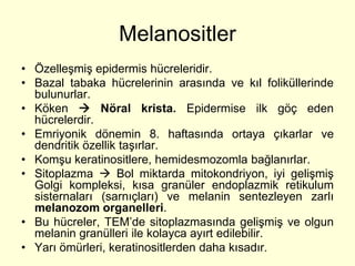 Melanositler
• Özelleşmiş epidermis hücreleridir.
• Bazal tabaka hücrelerinin arasında ve kıl foliküllerinde
  bulunurlar.
• Köken  Nöral krista. Epidermise ilk göç eden
  hücrelerdir.
• Emriyonik dönemin 8. haftasında ortaya çıkarlar ve
  dendritik özellik taşırlar.
• Komşu keratinositlere, hemidesmozomla bağlanırlar.
• Sitoplazma  Bol miktarda mitokondriyon, iyi gelişmiş
  Golgi kompleksi, kısa granüler endoplazmik retikulum
  sisternaları (sarnıçları) ve melanin sentezleyen zarlı
  melanozom organelleri.
• Bu hücreler, TEM’de sitoplazmasında gelişmiş ve olgun
  melanin granülleri ile kolayca ayırt edilebilir.
• Yarı ömürleri, keratinositlerden daha kısadır.
 