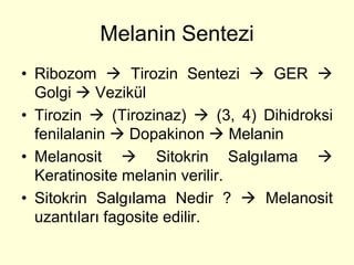 Melanin Sentezi
• Ribozom  Tirozin Sentezi  GER 
  Golgi  Vezikül
• Tirozin  (Tirozinaz)  (3, 4) Dihidroksi
  fenilalanin  Dopakinon  Melanin
• Melanosit  Sitokrin Salgılama 
  Keratinosite melanin verilir.
• Sitokrin Salgılama Nedir ?  Melanosit
  uzantıları fagosite edilir.
 
