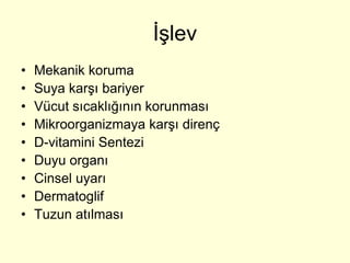 İşlev
•   Mekanik koruma
•   Suya karşı bariyer
•   Vücut sıcaklığının korunması
•   Mikroorganizmaya karşı direnç
•   D-vitamini Sentezi
•   Duyu organı
•   Cinsel uyarı
•   Dermatoglif
•   Tuzun atılması
 
