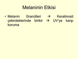 Melaninin Etkisi
• Melanin     Granülleri       Keratinosit
  çekirdeklerinde birikir    UV’ye karşı
  koruma
 