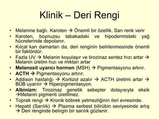 Klinik – Deri Rengi
• Melanine bağlı. Karoten  Önemli bir özellik. Sarı renk verir
• Karoten, boynuzsu tabakadaki ve hipodermisteki yağ
  hücrelerinde depolanır.
• Kılcal kan damarları da, deri renginin belirlenmesinde önemli
  bir faktördür.
• Fazla UV  Melanin koyulaşır ve tirozinaz sentez hızı artar 
  Melanin üretim hızı ve miktarı artar
• Melanosit uyarıcı hormon (MSH)  Pigmentasyonu artırır.
• ACTH  Pigmentasyonu artırır.
• Addison hastalığı  Kortizol azalır  ACTH üretimi artar 
  BÜB uyarılır  Hiperpigmentasyon.
• Albinizm: Tirozinaz genetik sebepler dolayısıyla eksik
  Melanin pigmenti üretilmez.
• Toprak rengi  Kronik böbrek yetmezliğinin ileri evresinde.
• Hepatit (Sarılık)  Plazma serbest bilirübin seviyesinde artış
   Deri renginde belirgin bir sarılık gözlenir.
 