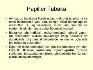 Papiller Tabaka
• Ayrıca, bu tabakada fibroblastlar, makrofajlar, plazma ve
  mast hücrelerinin yanı sıra, zengin kılcal damar ağı da
  mevcuttur. Bu ağ sayesinde, vücut ısısı korunur ve
  epidermisteki damarsız epitel hücreleri beslenir.
• Meissner cisimcikleri, mekanoreseptör görevi yapar.
  Bu reseptörler, sıklıkla dokunmaya karşı hassastır ve
  dudaklarda, dış genital bölgelerde ve meme uçlarında
  bol miktarda bulunurlar.
• Diğer bir mekanoreseptör ise, papiller tabakada yer alan
  kapsüllü Krause sonlanma topuzcuğudur. Krause
  sonlanma topuzcuğunun işlevi, günümüzde henüz tam
  olarak anlaşılamamıştır.
 