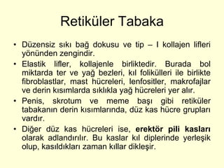 Retiküler Tabaka
• Düzensiz sıkı bağ dokusu ve tip – I kollajen lifleri
  yönünden zengindir.
• Elastik lifler, kollajenle birliktedir. Burada bol
  miktarda ter ve yağ bezleri, kıl folikülleri ile birlikte
  fibroblastlar, mast hücreleri, lenfositler, makrofajlar
  ve derin kısımlarda sıklıkla yağ hücreleri yer alır.
• Penis, skrotum ve meme başı gibi retiküler
  tabakanın derin kısımlarında, düz kas hücre grupları
  vardır.
• Diğer düz kas hücreleri ise, erektör pili kasları
  olarak adlandırılır. Bu kaslar kıl diplerinde yerleşik
  olup, kasıldıkları zaman kıllar dikleşir.
 