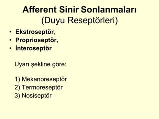 Afferent Sinir Sonlanmaları
        (Duyu Reseptörleri)
• Ekstroseptör,
• Proprioseptör,
• İnteroseptör

 Uyarı şekline göre:

 1) Mekanoreseptör
 2) Termoreseptör
 3) Nosiseptör
 