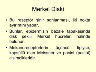 Merkel Diski
• Bu reseptör sinir sonlanması, iki nokta
  ayırımını yapar.
• Bunlar, epidermisin bazale tabakasında
  disk şekilli Merkel hücreleri halinde
  bulunur.
• Mekanoreseptörlerin    üçüncü    tipiyse,
  kapsüllü olan Meissner ve pacini (pasini)
  cisimcikleridir.
 