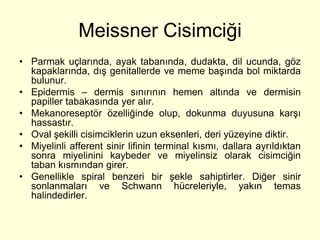 Meissner Cisimciği
• Parmak uçlarında, ayak tabanında, dudakta, dil ucunda, göz
  kapaklarında, dış genitallerde ve meme başında bol miktarda
  bulunur.
• Epidermis – dermis sınırının hemen altında ve dermisin
  papiller tabakasında yer alır.
• Mekanoreseptör özelliğinde olup, dokunma duyusuna karşı
  hassastır.
• Oval şekilli cisimciklerin uzun eksenleri, deri yüzeyine diktir.
• Miyelinli afferent sinir lifinin terminal kısmı, dallara ayrıldıktan
  sonra miyelinini kaybeder ve miyelinsiz olarak cisimciğin
  taban kısmından girer.
• Genellikle spiral benzeri bir şekle sahiptirler. Diğer sinir
  sonlanmaları ve Schwann hücreleriyle, yakın temas
  halindedirler.
 