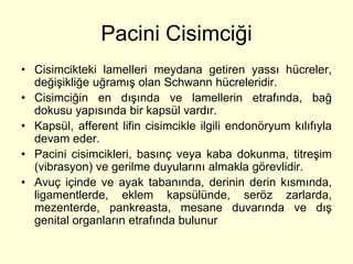 Pacini Cisimciği
• Cisimcikteki lamelleri meydana getiren yassı hücreler,
  değişikliğe uğramış olan Schwann hücreleridir.
• Cisimciğin en dışında ve lamellerin etrafında, bağ
  dokusu yapısında bir kapsül vardır.
• Kapsül, afferent lifin cisimcikle ilgili endonöryum kılıfıyla
  devam eder.
• Pacini cisimcikleri, basınç veya kaba dokunma, titreşim
  (vibrasyon) ve gerilme duyularını almakla görevlidir.
• Avuç içinde ve ayak tabanında, derinin derin kısmında,
  ligamentlerde, eklem kapsülünde, seröz zarlarda,
  mezenterde, pankreasta, mesane duvarında ve dış
  genital organların etrafında bulunur
 