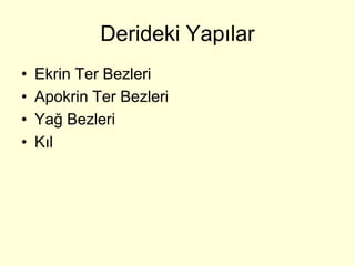 Derideki Yapılar
•   Ekrin Ter Bezleri
•   Apokrin Ter Bezleri
•   Yağ Bezleri
•   Kıl
 