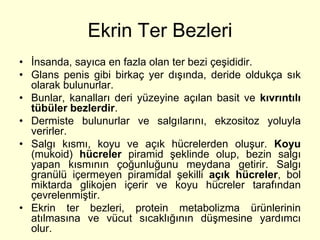 Ekrin Ter Bezleri
• İnsanda, sayıca en fazla olan ter bezi çeşididir.
• Glans penis gibi birkaç yer dışında, deride oldukça sık
  olarak bulunurlar.
• Bunlar, kanalları deri yüzeyine açılan basit ve kıvrıntılı
  tübüler bezlerdir.
• Dermiste bulunurlar ve salgılarını, ekzositoz yoluyla
  verirler.
• Salgı kısmı, koyu ve açık hücrelerden oluşur. Koyu
  (mukoid) hücreler piramid şeklinde olup, bezin salgı
  yapan kısmının çoğunluğunu meydana getirir. Salgı
  granülü içermeyen piramidal şekilli açık hücreler, bol
  miktarda glikojen içerir ve koyu hücreler tarafından
  çevrelenmiştir.
• Ekrin ter bezleri, protein metabolizma ürünlerinin
  atılmasına ve vücut sıcaklığının düşmesine yardımcı
  olur.
 