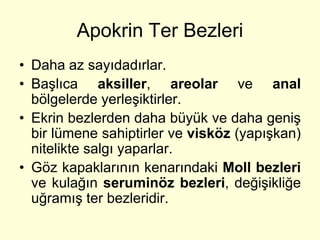 Apokrin Ter Bezleri
• Daha az sayıdadırlar.
• Başlıca aksiller, areolar ve anal
  bölgelerde yerleşiktirler.
• Ekrin bezlerden daha büyük ve daha geniş
  bir lümene sahiptirler ve visköz (yapışkan)
  nitelikte salgı yaparlar.
• Göz kapaklarının kenarındaki Moll bezleri
  ve kulağın seruminöz bezleri, değişikliğe
  uğramış ter bezleridir.
 