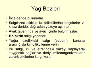 Yağ Bezleri
• İnce deride bulunurlar.
• Salgılarını sıklıkla kıl folliküllerine boşaltırlar ve
  kılsız deride, doğrudan yüzeye açılırlar.
• Ayak tabanında ve avuç içinde bulunmazlar.
• Holokrin salgı yaparlar.
• Yağsı özellikteki salgı (sebum), kanallar
  aracılığıyla kıl folliküllerine verilir.
• Bu salgı, kıl ve etrafındaki yüzeyi kaplayarak
  kayganlık sağlar ve deriyi mikroorganizmaların
  zararlı etkilerine karşı korur.
 