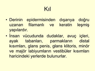 Kıl
• Derinin epidermisinden dışarıya doğru
  uzanan filamanlı ve keratin leşmiş
  yapılardır.
• İnsan vücudunda dudaklar, avuç içleri,
  ayak     tabanları,   parmakların       distal
  kısımları, glans penis, glans klitoris, minör
  ve majör labiyumların vestibüler kısımları
  haricindeki yerlerde bulunurlar.
 