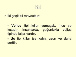 Kıl
• İki çeşit kıl mevcuttur:

  - Vellus tipi kıllar yumuşak, ince ve
  kısadır. İnsanlarda, çoğunlukla vellus
  tipinde kıllar vardır.
  - Uç tip kıllar ise kalın, uzun ve daha
  serttir.
 