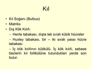 Kıl
• Kıl Soğanı (Bulbus)
• Matriks
• Dış Kök Kılıfı:
   - Henle tabakası, dışta tek sıralı kübik hücreler
   - Huxley tabakası, bir – iki sıralı yassı hücre
  tabakası
   - İç kök kılıfının kütikülü. İç kök kılıfı, sebase
  bezlerin kıl follikülüne tutundukları yerde son
  bulur.
 