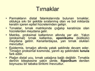 Tırnaklar
• Parmakların distal falankslarında bulunan tırnaklar,
  oldukça sıkı bir şekilde sıralanmış olan ve bol miktarda
  keratin içeren epitel hücrelerinden gelişir.
• Tırnaklar, tırnak matriksinde çoğalıp keratinize olan
  hücrelerden meydana gelir.
• Matriks, proksimal katlantının altında yer alır. Yakın
  (proksimal) tırnak katlantısı, eponikumu (kütikülü)
  meydana getirir. Kenarlardaysa, yan tırnak olukları
  mevcuttur.
• Epidermis, tırnağın altında yatak şeklinde devam eder.
  Tırnağın proksimal kısmında, yarım ay şeklindeki lunula
  fark edilir.
• Plağın distal ucu, tırnak yatağına bağlı değildir. Tırnakla
  derinin bileşkesine yakın yerde, hiponikum denilen
  boynuzsu bir tabaka birikimi mevcuttur.
 