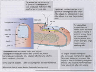 Deri dokusu (fazlası için www.tipfakultesi.org)