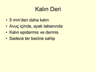 Kalın Deri
•   5 mm’den daha kalın
•   Avuç içinde, ayak tabanında
•   Kalın epidermis ve dermis
•   Sadece ter bezine sahip
 