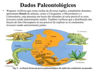 Dados Paleontológicos Wegener verificou que certas rochas de diversas regiões, actualmente distantes, apresentam  fósseis  de animais, como o Cinognatus, o Mesossáurio e o Listrossáurio, cuja presença em locais tão afastados só seria possível se estes tivessem estado anteriormente unidos. Também verificou que a distribuição dos fósseis do feto Glossopteris só era possível de explicar se os continentes tivessem estado anteriormente juntos. Fig. 2 – os fósseis fornecem provas paleontológicas da união dos continentes no passado.   