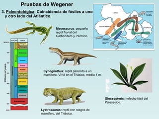 Pruebas de Wegener 3.  Paleontológica : Coincidencia de fósiles a uno y otro lado del Atlántico . Glossopteris :  helecho fósil del Paleozoico.  Cynognathus:  reptil parecido a un mamífero. Vivió en el Triásico, medía 1 m. Lystrosaurus:  reptil con rasgos de mamífero, del Triásico. Mesosaurus : pequeño reptil fluvial del Carbonífero y Pérmico. 