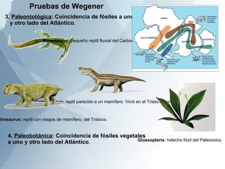 Pruebas de Wegener 3.  Paleontológica : Coincidencia de fósiles a uno y otro lado del Atlántico . Glossopteris : helecho fósil del Paleozoico.  Cynognathus:  reptil parecido a un mamífero. Vivió en el Triásico, medía 1 m. Lystrosaurus:  reptil con rasgos de mamífero, del Triásico. Mesosaurus : pequeño reptil fluvial del Carbonífero y Pérmico. 4.  Paleobotánica : Coincidencia de fósiles vegetales  