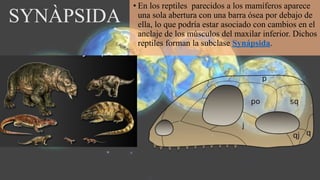 • En los reptiles parecidos a los mamíferos aparece
una sola abertura con una barra ósea por debajo de
ella, lo que podría estar asociado con cambios en el
anclaje de los músculos del maxilar inferior. Dichos
reptiles forman la subclase Synápsida.
SYNÀPSIDA
 