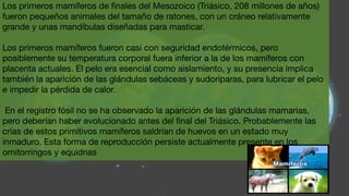 Los primeros mamíferos de ﬁnales del Mesozoico (Triásico, 208 millones de años)
fueron pequeños animales del tamaño de ratones, con un cráneo relativamente
grande y unas mandíbulas diseñadas para masticar.
Los primeros mamíferos fueron casi con seguridad endotérmicos, pero
posiblemente su temperatura corporal fuera inferior a la de los mamíferos con
placenta actuales. El pelo era esencial como aislamiento, y su presencia implica
también la aparición de las glándulas sebáceas y sudoríparas, para lubricar el pelo
e impedir la pérdida de calor.
En el registro fósil no se ha observado la aparición de las glándulas mamarias,
pero deberían haber evolucionado antes del ﬁnal del Triásico. Probablemente las
crías de estos primitivos mamíferos saldrían de huevos en un estado muy
inmaduro. Esta forma de reproducción persiste actualmente presente en los
ornitorringos y equidnas
 