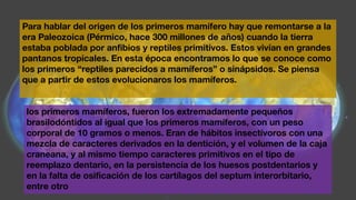 Para hablar del origen de los primeros mamífero hay que remontarse a la
era Paleozoica (Pérmico, hace 300 millones de años) cuando la tierra
estaba poblada por anﬁbios y reptiles primitivos. Estos vivían en grandes
pantanos tropicales. En esta época encontramos lo que se conoce como
los primeros “reptiles parecidos a mamíferos” o sinápsidos. Se piensa
que a partir de estos evolucionaros los mamíferos.
los primeros mamíferos, fueron los extremadamente pequeños
brasilodóntidos al igual que los primeros mamíferos, con un peso
corporal de 10 gramos o menos. Eran de hábitos insectívoros con una
mezcla de caracteres derivados en la dentición, y el volumen de la caja
craneana, y al mismo tiempo caracteres primitivos en el tipo de
reemplazo dentario, en la persistencia de los huesos postdentarios y
en la falta de osiﬁcación de los cartílagos del septum interorbitario,
entre otro
 