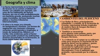 Geografía y clima
• La fauna representada en la formación
de Gracias no es común a hábitat del
monte. Los caballos por ejemplo, son
unos de los habitantes de llanura
lluviosa, por eso el valle probablemente
era bastante grande, poseyendo muchas
vegas inundadas, terrazas bastante
planas y muchos tributarios
interconectados,
• El clima a lo mejor era cómodo
en temperatura y lluvioso. Las formas de
vegetación son comunes a bosques
recientes semitropicales y tropicales, a
través de Sudamérica, México y el
Caribe. Esta evidencia, junto al factor
que para poder producir los sedimentos
masivos encontrados en la formación, la
lluvia debió haber sido copiosa.
• AMBIENTES DEL PLIOCENO
• Los fósiles de flora, principalmente
schmidelia y cyminda, de la formación de
Gracias, representan árboles tropicales
de madera dura de bosques lluviosos y
bosques marginales.
• También se encuentran
otras plantas como palmas, pasto, que
generalmente no se encuentran en
bosques lluviosos.
• La evidencia en el campo no es suficiente
como para asegurar la asociación de las
maderas duras con las palmas y pastos.
Sin embargo, de producirse esta
asociación la explicación sería un bosque
quebrado marginal con sabanas
intermitentes, o sea el ambiente más
probable, representado por la evidencia
fósil.
 